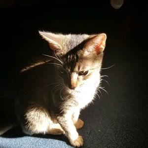 Meet your Posher, Irma